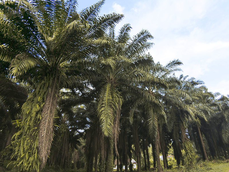 plantation crops - Oil palm