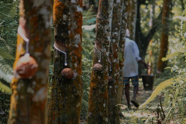 plantation crops - Rubber